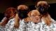Dogue De Bordeaux Puppies for sale in Concord, CA, USA. price: NA