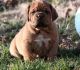Dogue De Bordeaux Puppies for sale in Portland, OR, USA. price: NA