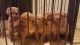 Dogue De Bordeaux Puppies for sale in Jersey City, NJ, USA. price: NA
