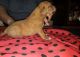 Dogue De Bordeaux Puppies for sale in Chula Vista, CA, USA. price: NA