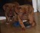 Dogue De Bordeaux Puppies for sale in Buffalo, NY, USA. price: NA