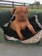 Dogue De Bordeaux Puppies for sale in Berkeley, CA, USA. price: NA