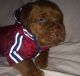 Dogue De Bordeaux Puppies for sale in Berkeley, CA, USA. price: NA