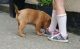 Dogue De Bordeaux Puppies for sale in Greater London, UK. price: 200 GBP