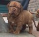 Dogue De Bordeaux Puppies for sale in Boise, ID, USA. price: NA