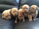 Dogue De Bordeaux Puppies for sale in Carlsbad, CA, USA. price: NA