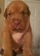 Dogue De Bordeaux Puppies for sale in Detroit, MI, USA. price: NA