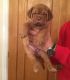 Dogue De Bordeaux Puppies for sale in Dennysville, ME, USA. price: NA