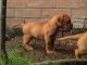 Dogue De Bordeaux Puppies for sale in East Los Angeles, CA, USA. price: NA