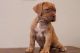 Dogue De Bordeaux Puppies for sale in Littlestown, PA 17340, USA. price: NA