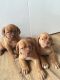 Dogue De Bordeaux Puppies for sale in El Paso, TX, USA. price: NA