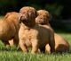 Dogue De Bordeaux Puppies for sale in Tulsa, OK, USA. price: NA