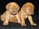 Dogue De Bordeaux Puppies for sale in St. Louis, MO, USA. price: NA