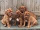 Dogue De Bordeaux Puppies for sale in Santa Clara, CA, USA. price: NA