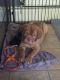 Dogue De Bordeaux Puppies for sale in Philadelphia, PA, USA. price: NA
