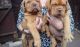 Dogue De Bordeaux Puppies for sale in San Diego, CA, USA. price: NA