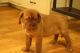 Dogue De Bordeaux Puppies for sale in Charlotte, NC, USA. price: NA