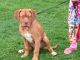 Dogue De Bordeaux Puppies for sale in Indianapolis, IN, USA. price: $600