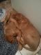 Dogue De Bordeaux Puppies for sale in Moorestown, NJ 08057, USA. price: NA
