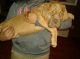 Dogue De Bordeaux Puppies for sale in Wooster, OH 44691, USA. price: NA