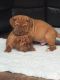 Dogue De Bordeaux Puppies for sale in Los Angeles, CA, USA. price: NA