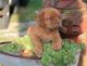 Dogue De Bordeaux Puppies for sale in Springfield, VA, USA. price: NA