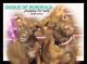 Dogue De Bordeaux Puppies for sale in Columbus, OH 43224, USA. price: NA