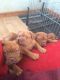 Dogue De Bordeaux Puppies for sale in Arkansas City, AR 71630, USA. price: NA