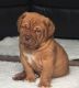 Dogue De Bordeaux Puppies for sale in Minnesota St, St Paul, MN 55101, USA. price: NA