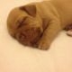 Dogue De Bordeaux Puppies for sale in AR-98, Emerson, AR 71740, USA. price: NA
