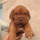 Dogue De Bordeaux Puppies for sale in California Ave, South Gate, CA 90280, USA. price: NA
