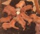 Dogue De Bordeaux Puppies for sale in Waco, TX, USA. price: NA