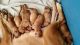 Dogue De Bordeaux Puppies for sale in New Orleans, LA 70126, USA. price: NA
