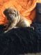 Dogue De Bordeaux Puppies for sale in New York, IA 50238, USA. price: NA