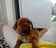 Dogue De Bordeaux Puppies for sale in Texas City, TX, USA. price: NA