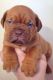 Dogue De Bordeaux Puppies for sale in Houston, TX, USA. price: NA