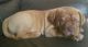 Dogue De Bordeaux Puppies for sale in Philadelphia, PA, USA. price: NA