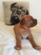 Dogue De Bordeaux Puppies for sale in England, AR 72046, USA. price: NA