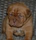 Dogue De Bordeaux Puppies for sale in Kokomo, IN, USA. price: $2,500
