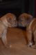 Dogue De Bordeaux Puppies for sale in Kissimmee, FL, USA. price: NA