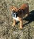 Dogue De Bordeaux Puppies for sale in Whitelaw, WI 54247, USA. price: NA