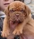 Dogue De Bordeaux Puppies for sale in Austin St, Corpus Christi, TX, USA. price: NA