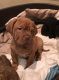 Dogue De Bordeaux Puppies for sale in Indianapolis, IN, USA. price: NA
