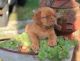 Dogue De Bordeaux Puppies for sale in Los Angeles, CA, USA. price: NA