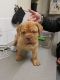 Dogue De Bordeaux Puppies for sale in Columbus, OH 43215, USA. price: NA
