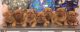 Dogue De Bordeaux Puppies for sale in Hampton Bays, NY, USA. price: NA