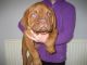 Dogue De Bordeaux Puppies for sale in Dublin, OH, USA. price: NA