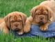 Dogue De Bordeaux Puppies for sale in 58503 Rd 225, North Fork, CA 93643, USA. price: NA