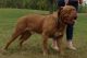 Dogue De Bordeaux Puppies for sale in South Lyon, MI 48178, USA. price: NA