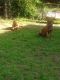 Dogue De Bordeaux Puppies for sale in Little Rock, AR, USA. price: NA